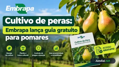 Cultivo de peras: Embrapa lança guia gratuito para pomares