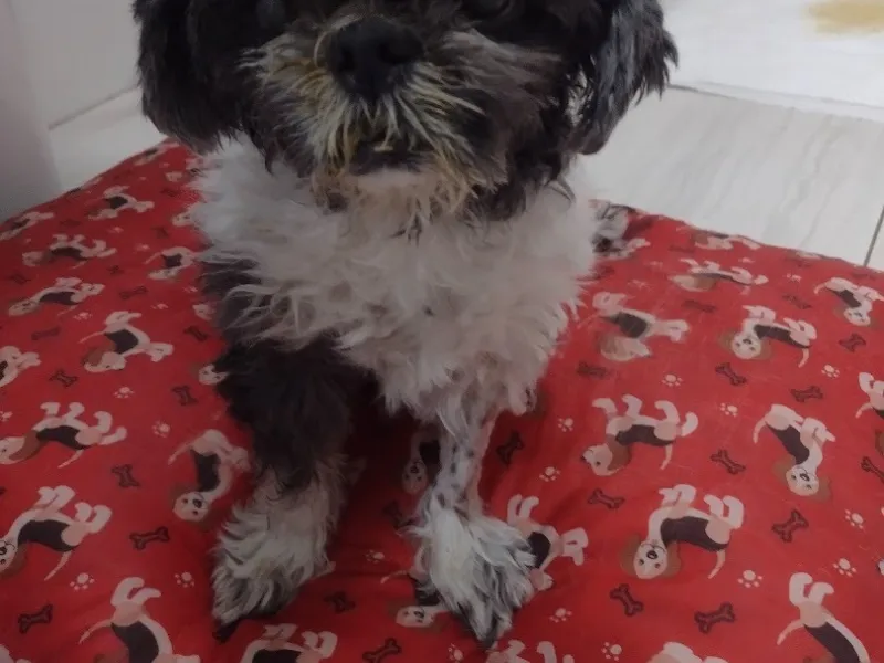 Clínica Veterinária 4 Patas