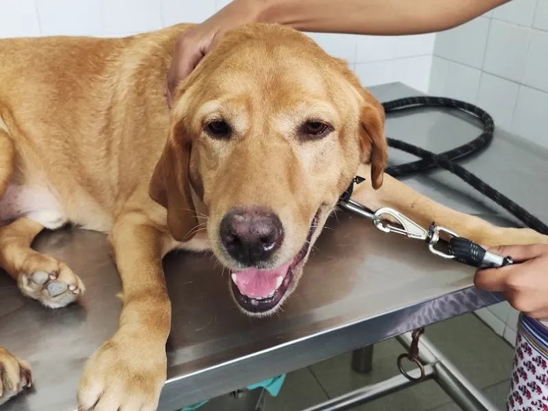 Clínica Veterinária 4 Patas