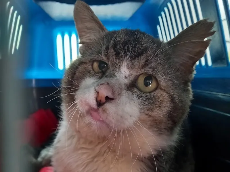 Clínica Veterinária 4 Patas