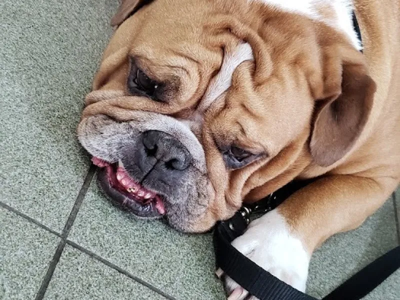 Clínica Veterinária 4 Patas
