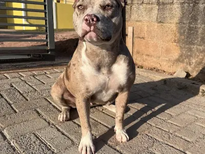 Molotov Bulls Kennel