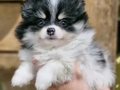 Molotov Bulls Kennel