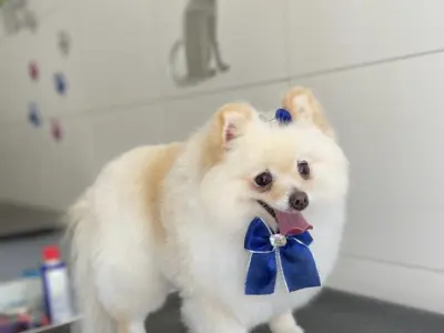Univet