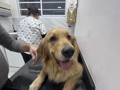 Univet